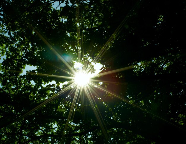 Foto a luz do sol atravessando as árvores