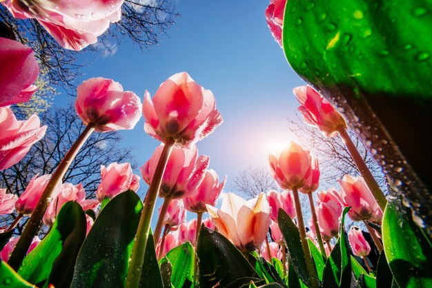 A luz do sol brilha através das lindas tulipas da primavera