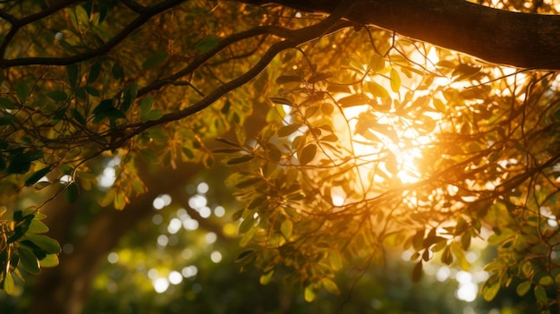 Foto a luz do sol brilhando através das folhas de uma árvore