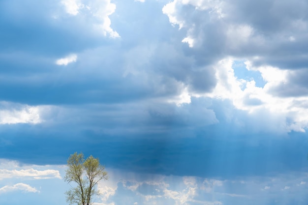 A luz do sol cai em uma árvore solitária através das nuvens de chuva