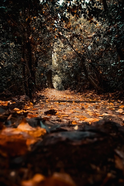 A luz do sol caindo nas árvores de outono na floresta