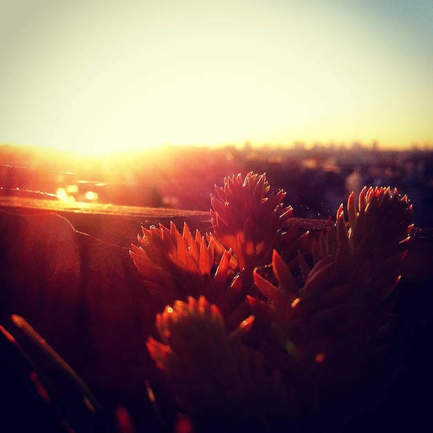 Foto a luz do sol caindo sobre as flores que florescem contra o céu