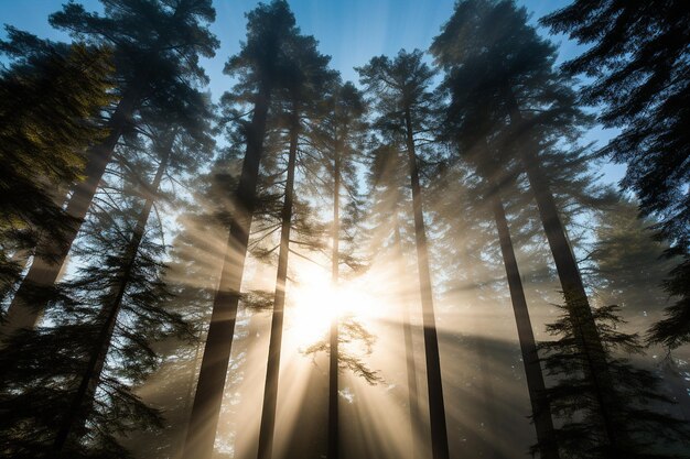 Foto a luz do sol filtrando-se através das árvores de sequóia nebulosas