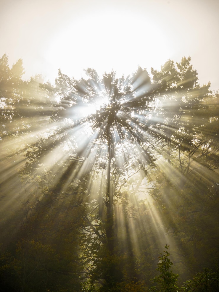 Foto a luz do sol fluindo através das árvores na floresta contra o céu