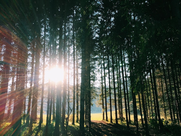 Foto a luz do sol fluindo através das árvores na floresta contra o sol brilhante