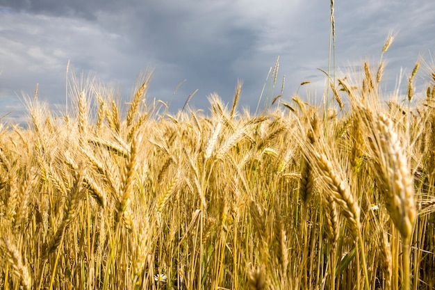 A luz do sol iluminando intensamente as espigas de um campo agrícola com cereais amadurecidos, trigo ou centeio, dia ensolarado de verão