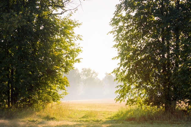 A luz do sol matinal e o nevoeiro fazem o seu caminho através das árvores