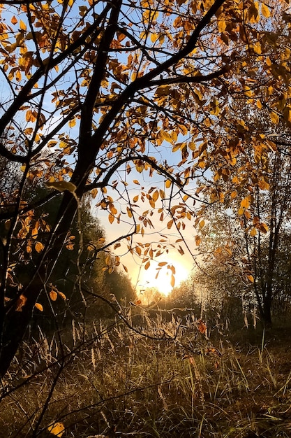 A luz do sol rompe as folhas douradas ao pôr do sol outono natureza