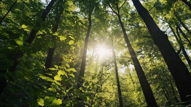 Foto a luz do sol vista através das copas das árvores na floresta