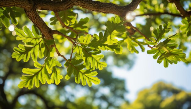 Foto a luz dourada do sol filtrando as folhas exuberantes do carvalho num cenário natural sereno e pitoresco