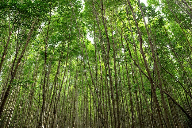 A luz solar é filtrada pela copa de uma floresta de mangue na província de Rayong, Tailândia