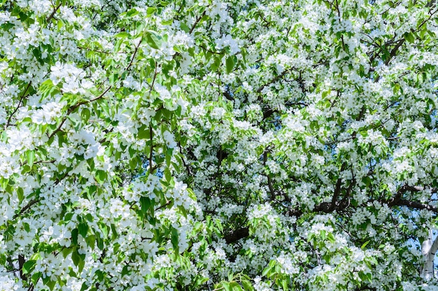 A macieira em flor (Malus prunifolia, maçã chinesa, maçã silvestre chinesa) espalhou o aroma perfumado. A macieira em plena floração à luz do sol. Close-up de macieira de flores. A primavera.