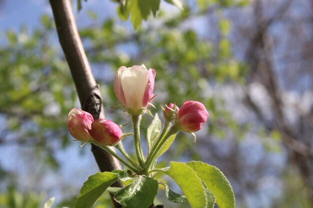 A macieira está florescendo em abril.