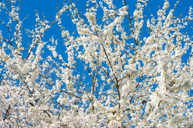 A macieira floresce a flor branca contra o céu azul do anel