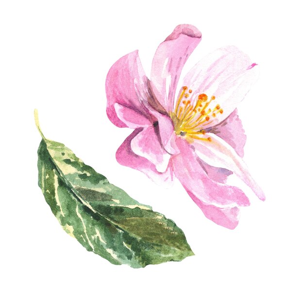 A macieira floresce Ilustração em aquarela de folha verde Isolar