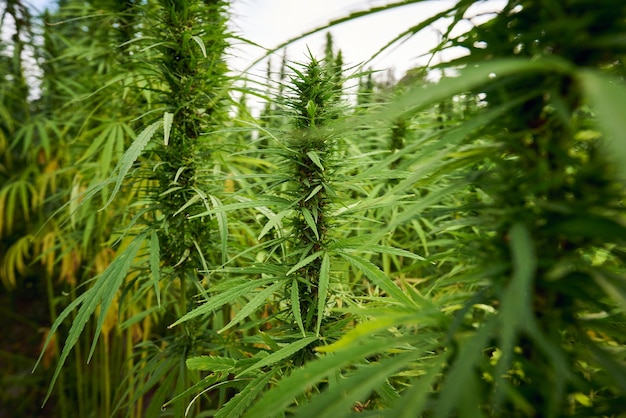 A maconha deixa plantas de cannabis no fundo da fazenda