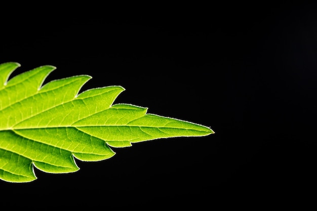 A maconha macro deixa o fundo preto da planta de cânhamo