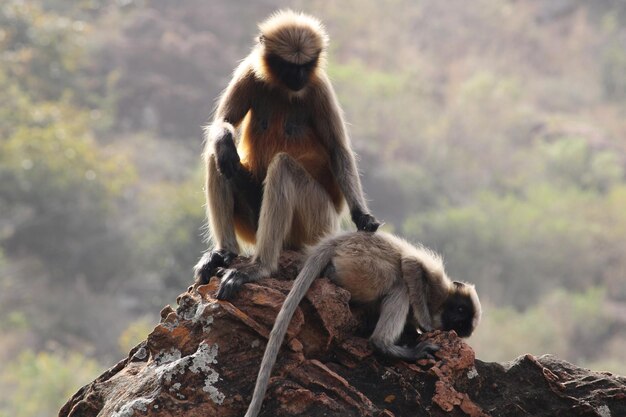 Foto a mãe macaco langur cinza com um bebê