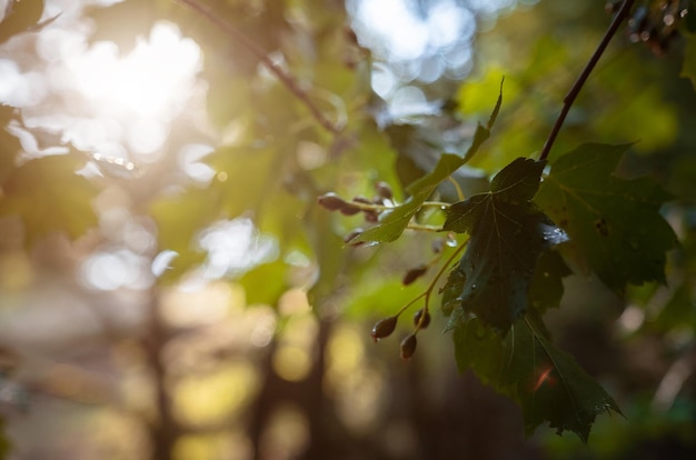 A magia da floresta de verão ao pôr do sol