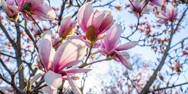 A magnólia rosa floresce ao amanhecer em um fundo de céu azul Fundo floral