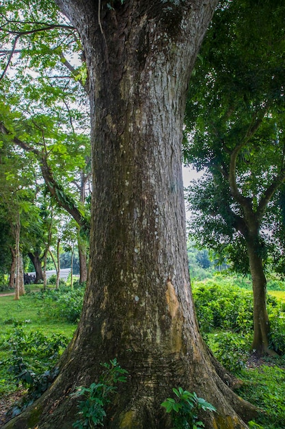 A maior árvore da floresta com vista para vegetação