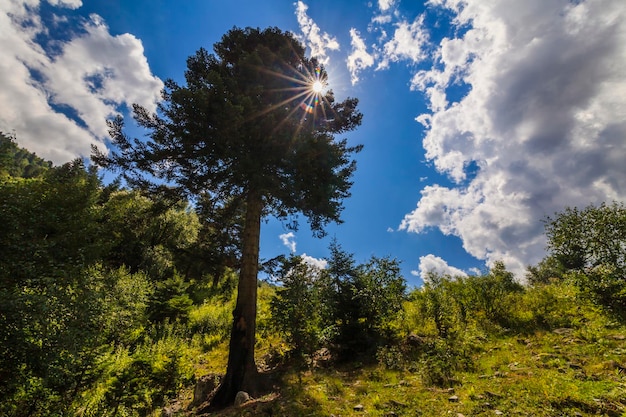 A majestosa árvore nas montanhas ao sol