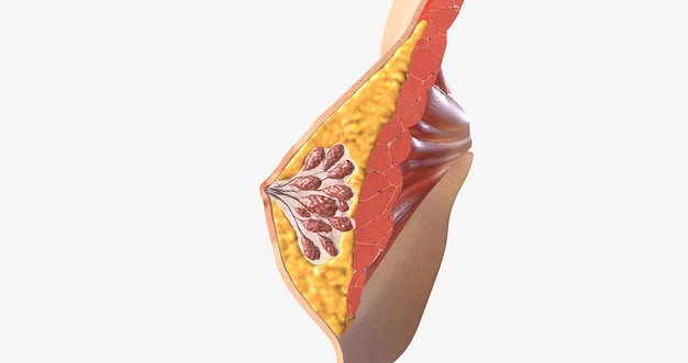 A mama feminina é composta por ductos de tecido glandular especializado e gordura com uma camada subjacente de músculo