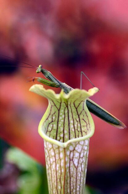 Foto a mantis mantis religiosa empoleirada na planta carnívora sarracenia leucophylla x sarracenia hummers hammerhead