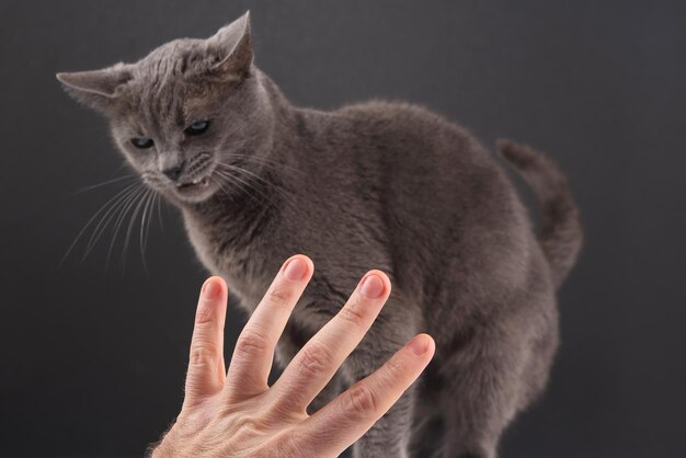 A mão com o dedo indicador indica um gato cinza