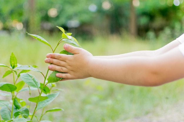 A mão da criança alcança a planta