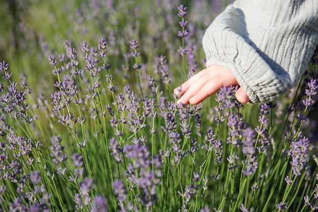 A mão da criança toca flores de lavanda