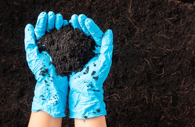 A mão da mulher agricultora ou pesquisadora usa luvas segurando uma abundância de solo negro fértil