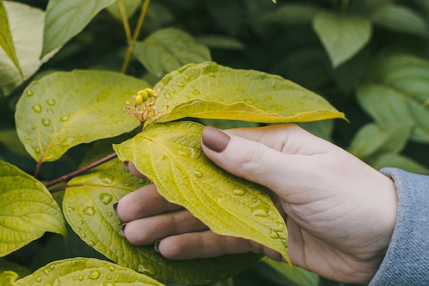 A mão da mulher com manicure segura uma folha com pingos de chuva