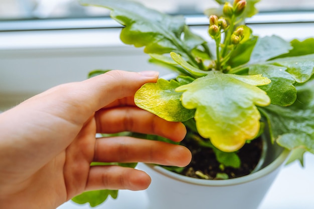 a mão da mulher mostra as folhas amarelas murchas da planta caseira no vaso de flores de Kalanchoe