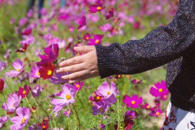 A mão da mulher pegou o cosmos no jardim