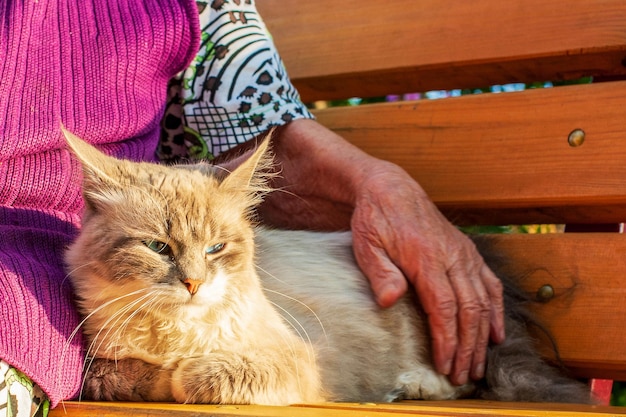 Foto a mão da velha está acariciando o gato closeup