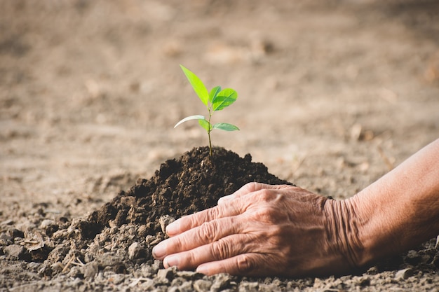 A mão da velha estava plantando as mudas no solo seco.