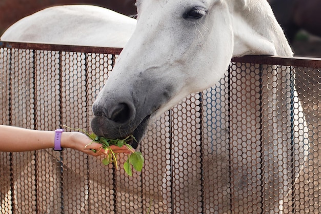 A mão das meninas alimenta um cavalo branco de perto