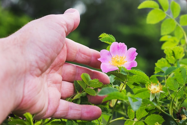 A mão de um homem alcança a flor por uma rosa mosqueta