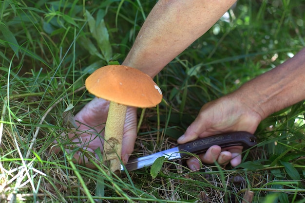 Foto a mão de um homem corta um boleto com uma faca na floresta