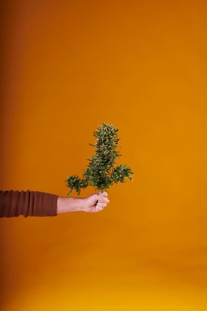 A mão de um homem segurando uma planta de cannabis cortada em fundo amarelo