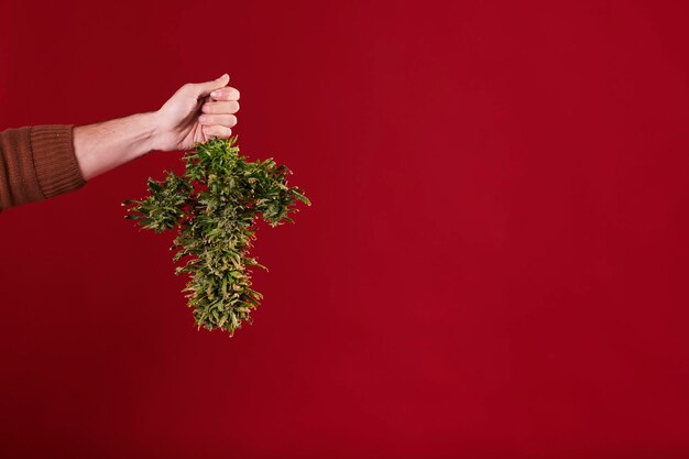 A mão de um homem segurando uma planta de cannabis cortada em fundo vermelho