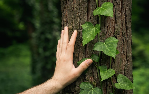 A mão de um homem toca a casca de uma árvore coberta de hera na natureza da floresta ecológica da floresta