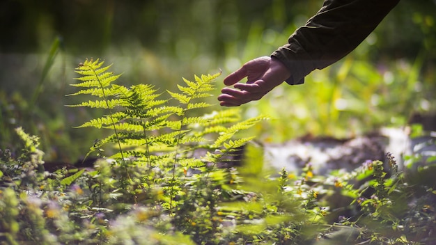 A mão de um homem toca uma samambaia na floresta Cuidando do meio ambiente A ecologia o conceito de salvar o mundo e amar a natureza pelo ser humano