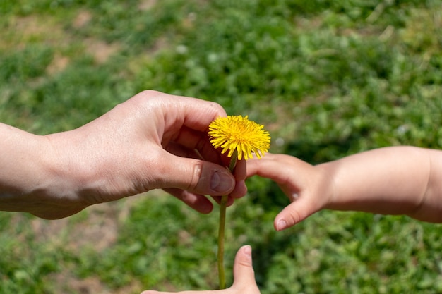 A mão de uma criança dá flores de dente de leão para a mão da mãe duas mãos segurando uma flor