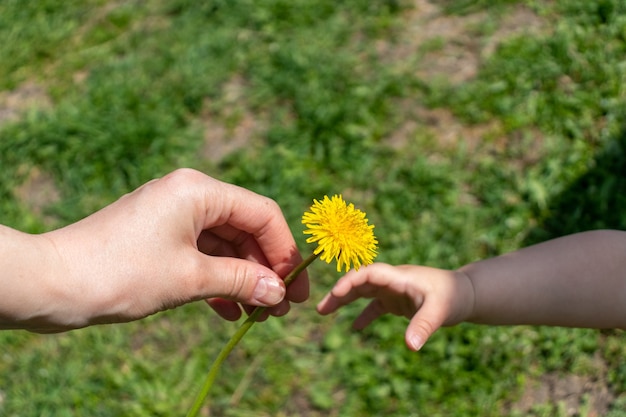 Foto a mão de uma criança dá flores de dente-de-leão para a mão da mãe. duas mãos segurando uma flor.