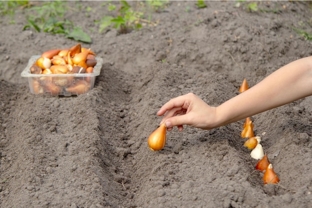 A mão de uma criança planta bulbos de tulipa no chão Plantando flores em uma cama