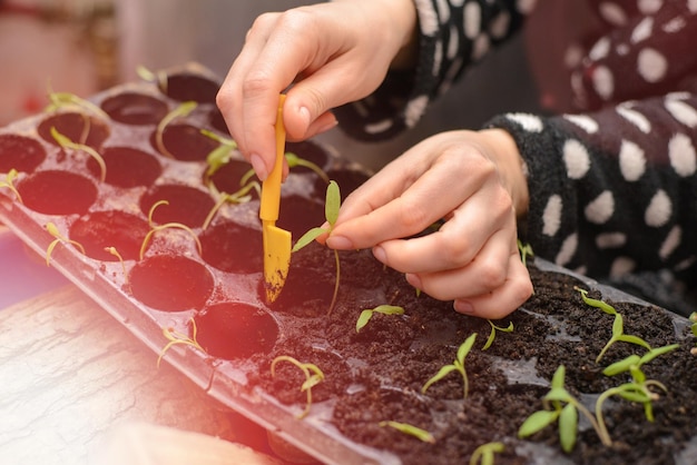 A mão de uma jovem está plantando as mudas em recipientes com o solo