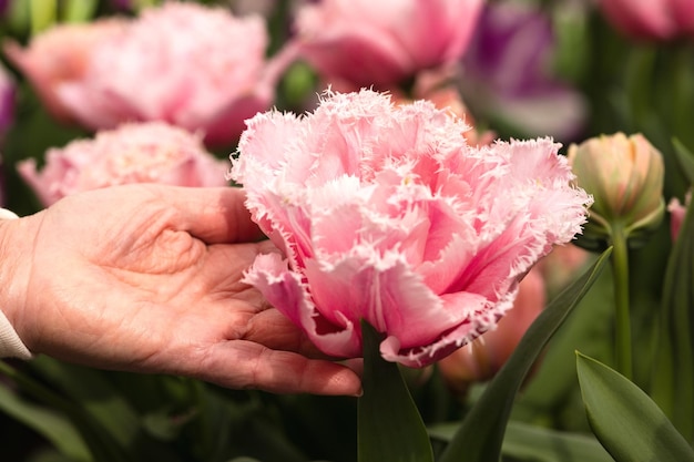 Foto a mão de uma mulher idosa toca uma flor de uma tulipa rosa incomum com pétalas separadas