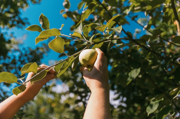 A mão de uma mulher pega uma maçã madura de uma árvore no jardim de verão